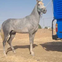 خرید و فروش اسب معمولی