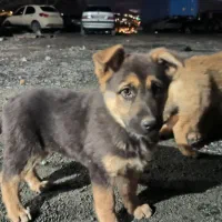 واگذاری توله ژرمن گرگی مشکی ماده