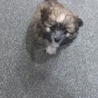 سگ شیتزو تریر