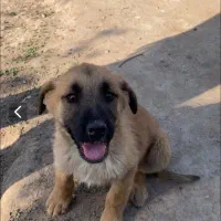 مالینویز اصل