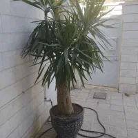 به دلیل نبود جا به فروش میرسد