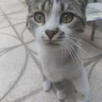 گربه برای واگذاری