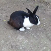 خرگوش خونگی دستی با مزه|موش و خرگوش|کردکوی, |دیوار