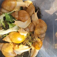 حلزون آچاتینا مولد سایز بزرگ