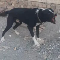 سگ افغان نر جوون|سگ|کرج, خرمدشت|دیوار