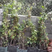 فروش گل شماره ی تماس|گل و گیاه طبیعی|نوشهر, |دیوار