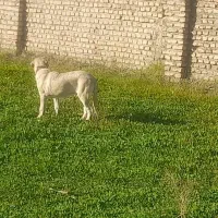 سگ کردی|سگ|علی‌آباد کتول, |دیوار