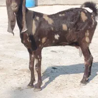 گاوگوساله گوسفند بز بره گاومیش درشادگان