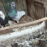کبوتر کله نر کاکلی فوق درشت
