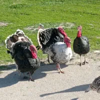 بوقلمون نر و ماده تخم گذار و تخم بوقلمون