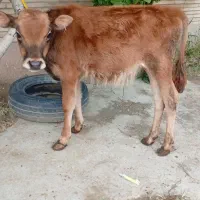 گوساله نره