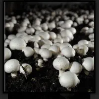 کارخانه پرورش قارچ، ترکیه