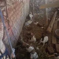 خرگوش|موش و خرگوش|سلماس, |دیوار