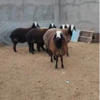 گوسفند  زرین برای مراسمات ارسال درب منزل