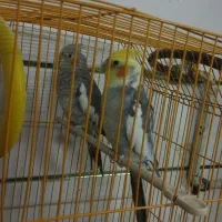 معاوضه یک جفت عروس هلندی