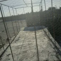 طوری کفتر و...