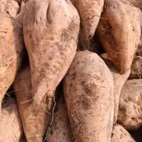 فروش چغندر سالم و عالی بدون خاک برای دام