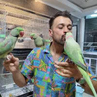 ملنگو شاه طوطی اسکندر سرلاکی تا بالغ سخنگو رام