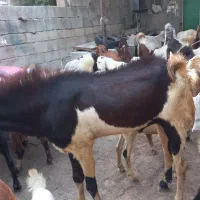 فروش پازن|حیوانات مزرعه|جم, |دیوار
