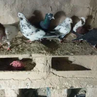 کبوتر|کنسول، بازی ویدئویی و آنلاین|ملکان, |دیوار