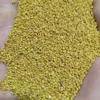 بذر صدرا با بهترین راندمان