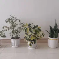 هفت عدد گل و گلدان بزرگ