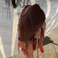 گوشت بره و گوساله محلی و بزغاله|خوردنی و آشامیدنی|روانسر, |دیوار