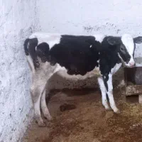 گوساله ماده دورگ سیمینتال