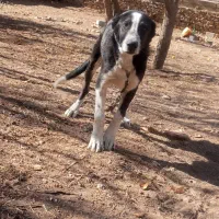 توله سگ ۷ماهه