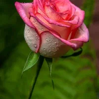 ازدواج ،و واسطه