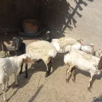 بره نر و ماده