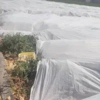 کاور (فوم)کشاورزی|عمده‌فروشی|جیرفت, |دیوار