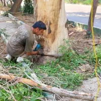 هرس کردن باغ رایگان وخریدن چوب وتنه|خدمات باغبانی و درختکاری|ملارد, |دیوار