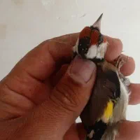 15عدد سره نرپایزه|پرنده|ملایر, |دیوار