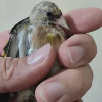 قناری و سهره|پرنده|پارس‌آباد, |دیوار