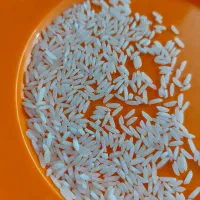 برنج راتون طارم هاشمی(جوانه‌ی وحشی)