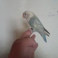 کوتوله فوق العاده دستی رنگ خاص