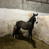 اسب . نریان و مادیان|اسب و تجهیزات اسب‌سواری|جوادآباد, |دیوار