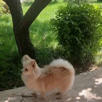 واگذاری رایگان نیست پامرانین خرسی عروسکی ماده