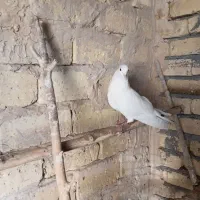 ماده دم بور