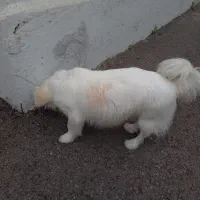 واگذاری سگ|سگ|محمودآباد, |دیوار