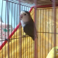 فروش یا معاوضه طوطی کوتوله نر|پرنده|بندرعباس, |دیوار