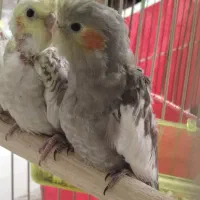 جوجه عروس هلندی سرلاکی