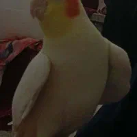 عروس هلندی نر