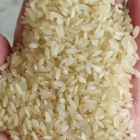 برنج خورده برنج کامفیروزی