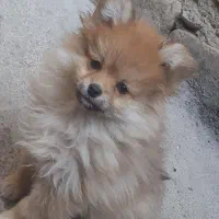 پامر نین خرسی