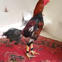 خروس لاری اصیل