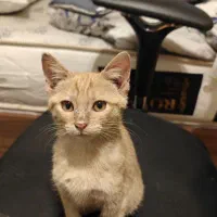 واگذاری گربه دو ماهه