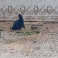 مرغ محلی با جوجه هاش