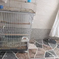 قفس و چال و لونه مرغ عشق و عروس هلندی